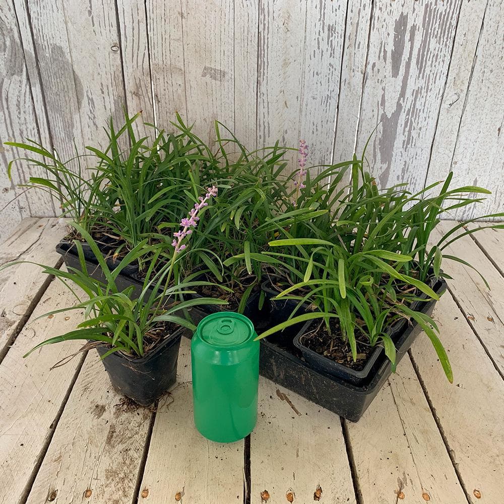 1-Pint Super Blue Lilyturf Liriope Grass Plant with Violet Purple Flowers in Summer (18-Pack) - Hercitys