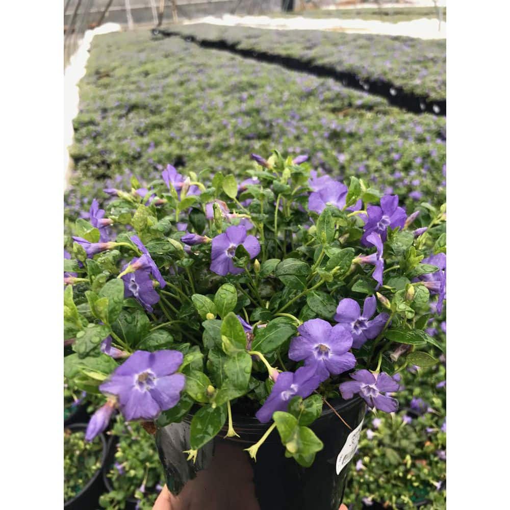 1 Gal. Periwinkle Flowering Groundcover Shrub with Violet-Blue Flowers (2-Pack) - Hercitys