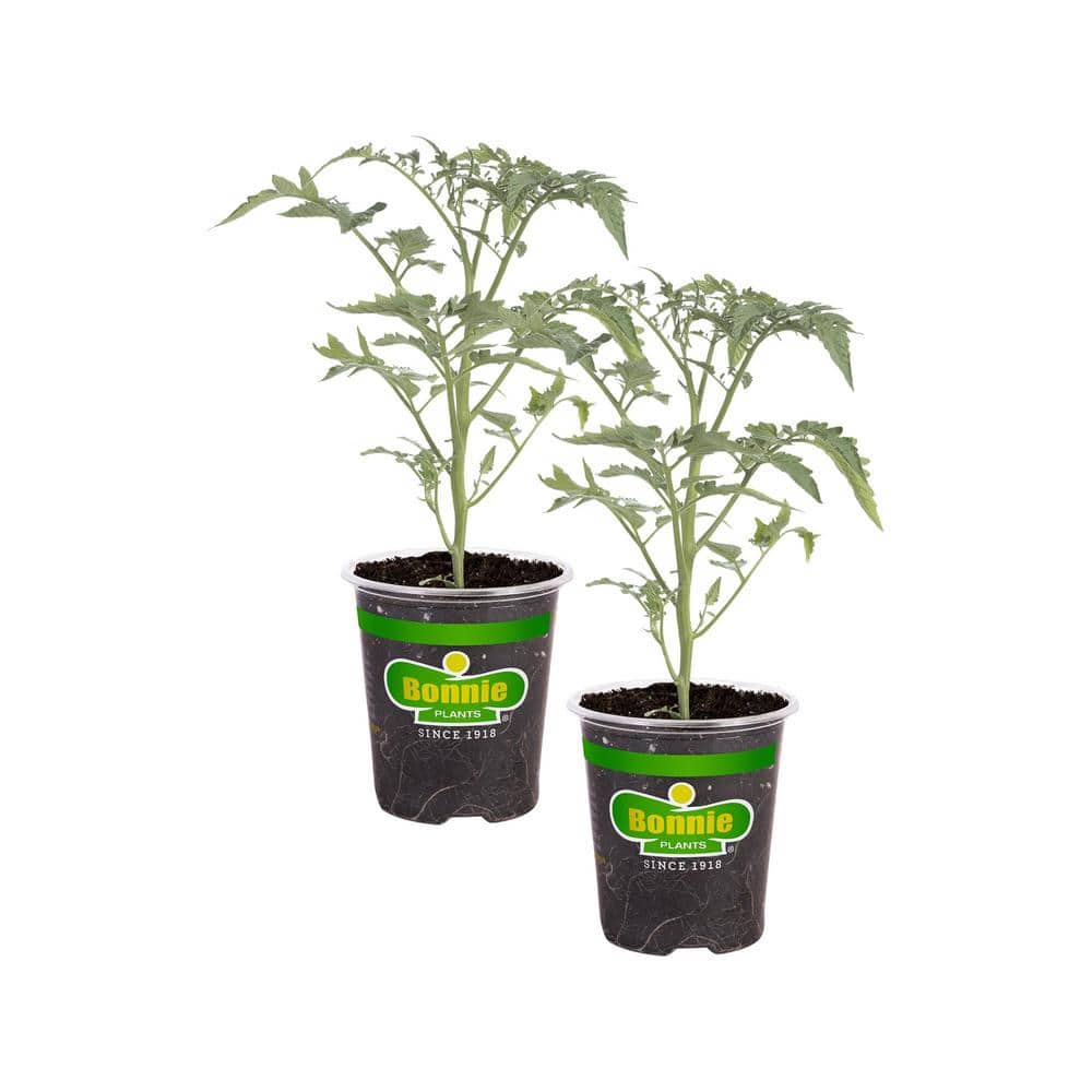 19 oz. Early Girl Tomato Plant (2-Pack) - Hercitys