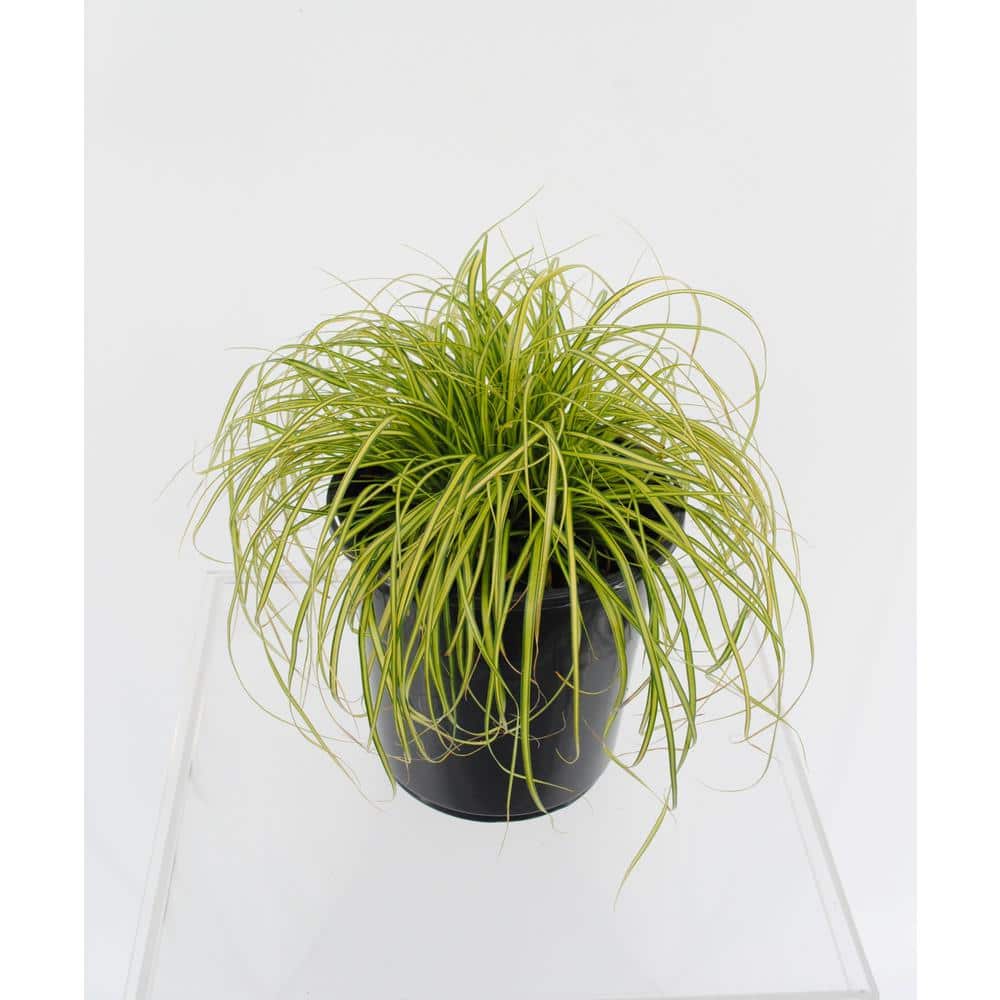 2.5 QT. Grass Carex oshimensis Eversheen - Hercitys