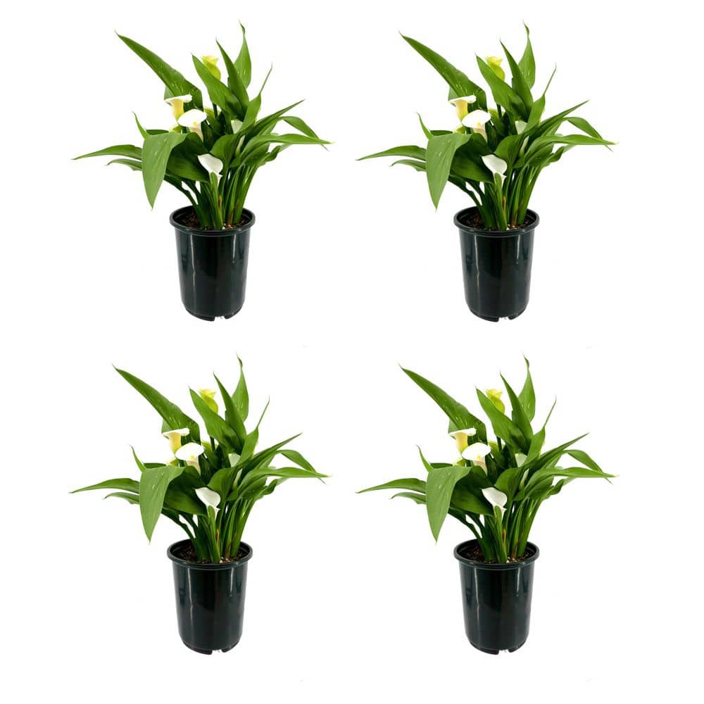 2.5 Qt. Perennial Calla Lily White (4-Pack) - Hercitys