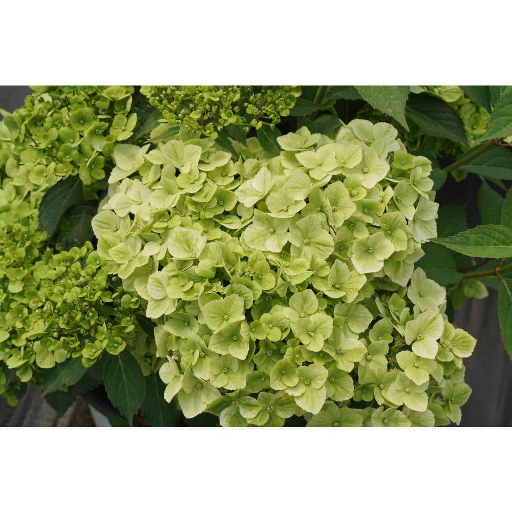 4.5 in. Quartz Fairytrail Green Cascade Hydrangea (Hydrangea x) Live Flowering Shrub with Green Flowers - Hercitys