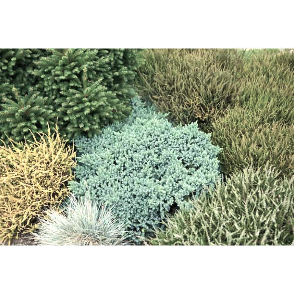1.5 Gal. Blue Star Juniper Live Shrub with Icy Blue Folliage - Hercitys