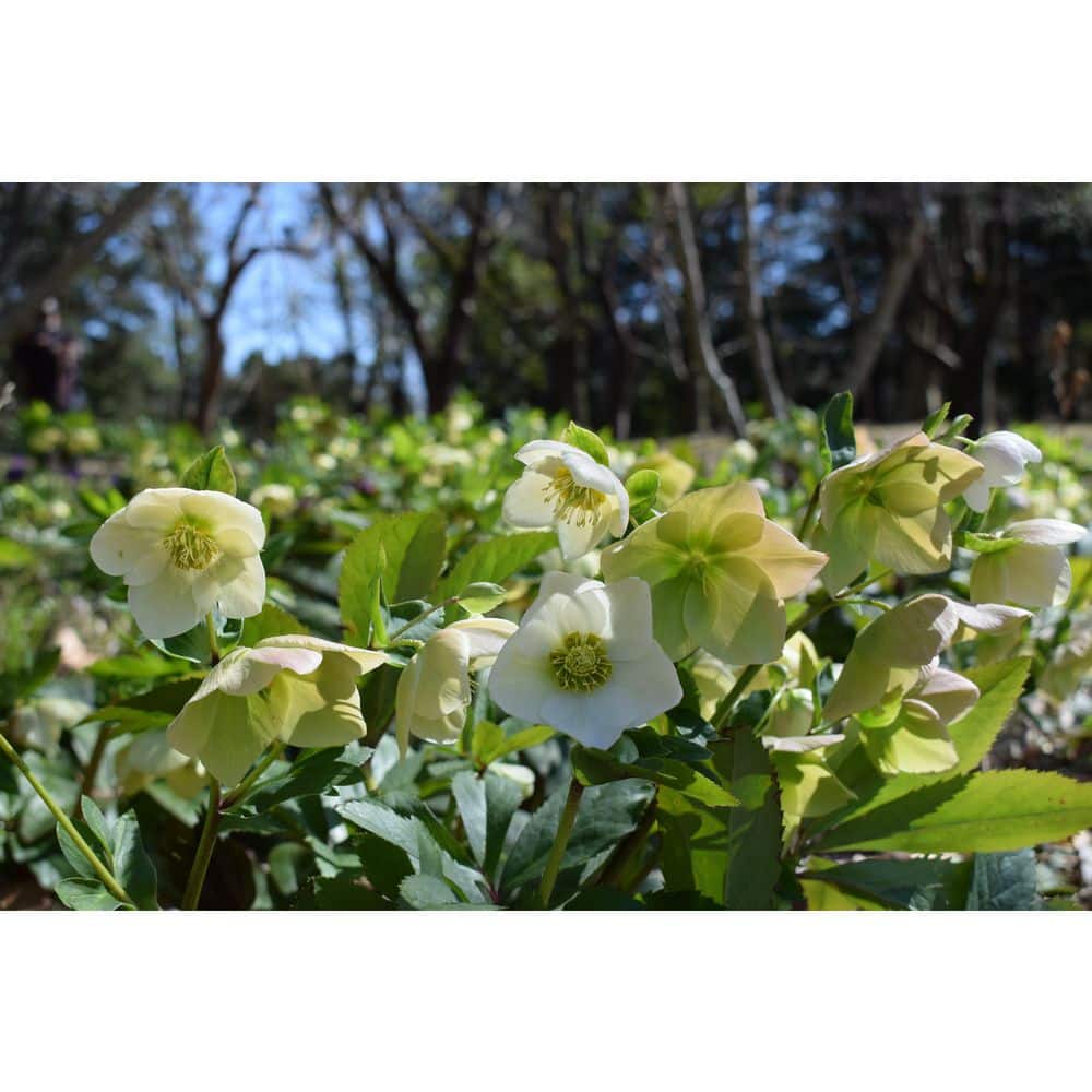 1 Gal. Moondance Hellebore Live Flowering Shade Perennial Plant with White Flowers Fading to Green Flowers - Hercitys
