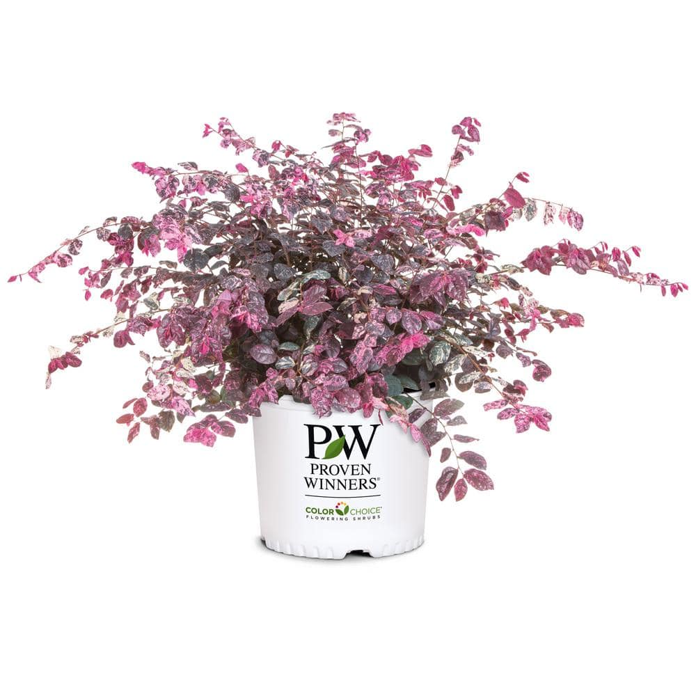 2 Gal. Jazz Hands Loropetalum Shrub with Pink Flowers - Hercitys