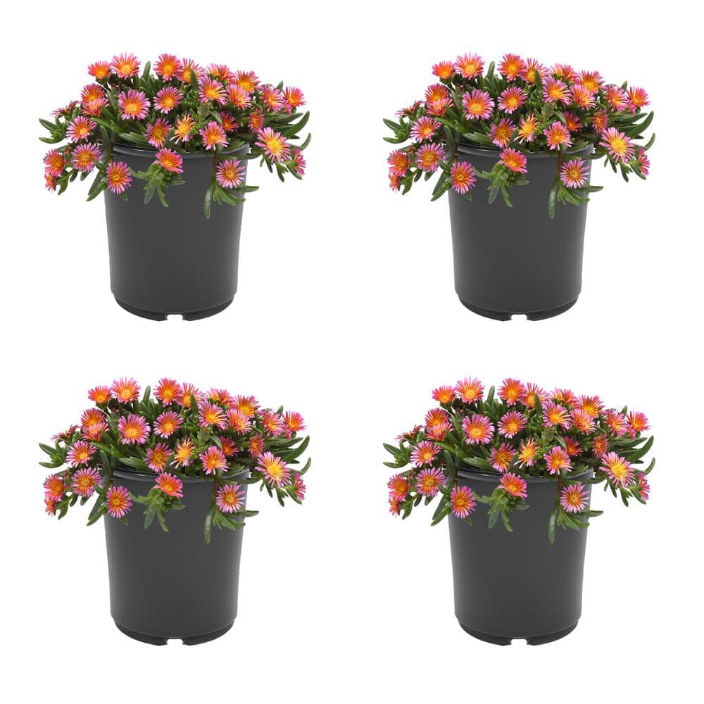 2.5 qt. Delosperma Ocean Sunset Perennial Plant with Orange and Fuchsia Flowers-(4-Pack) - Hercitys