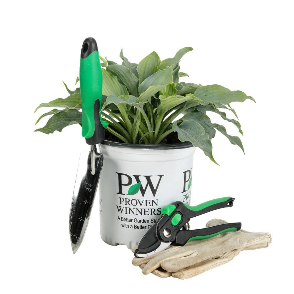 0.65 Gal. Shadowland Waterslide (Hosta) Live Plant, Blue Foliage - Hercitys