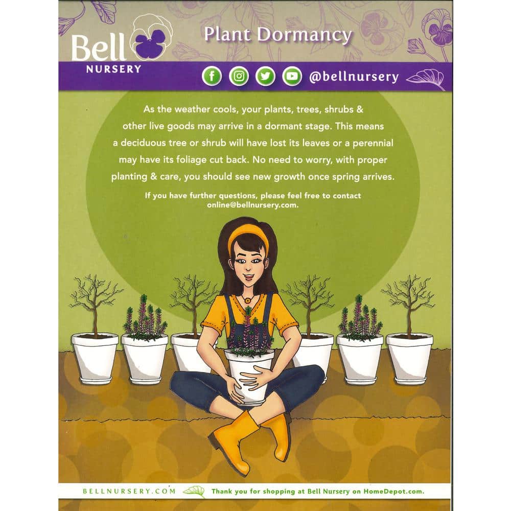 1 Gal. Shadowland Coast to Coast Hosta Live Flowering Shade Perennial Plant - Hercitys