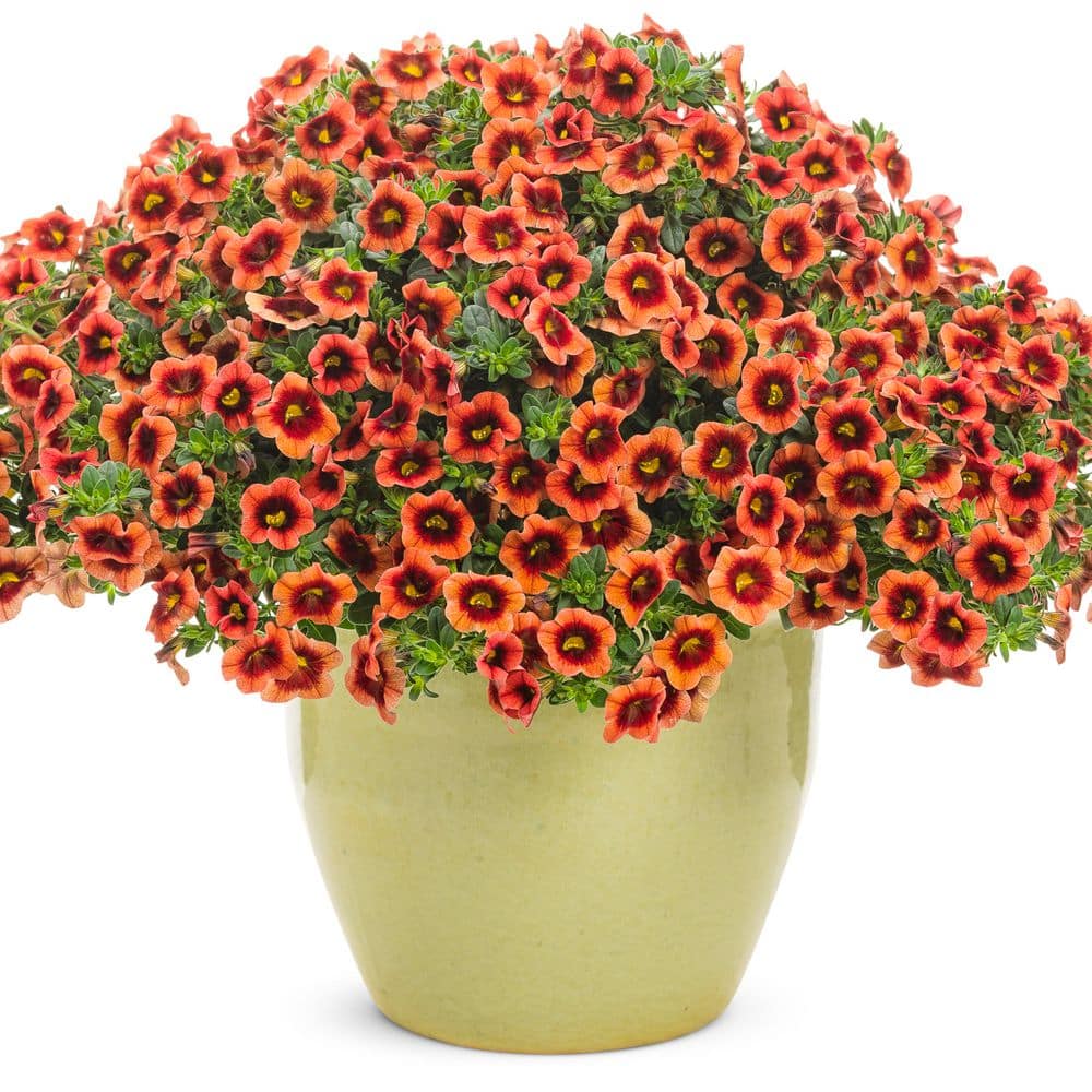4.25 in. Eco+ Grande Superbells Tangerine Punch (Calibrachoa hybrid) Live Annual Plant with Orange Flowers 4-Pack - Hercitys