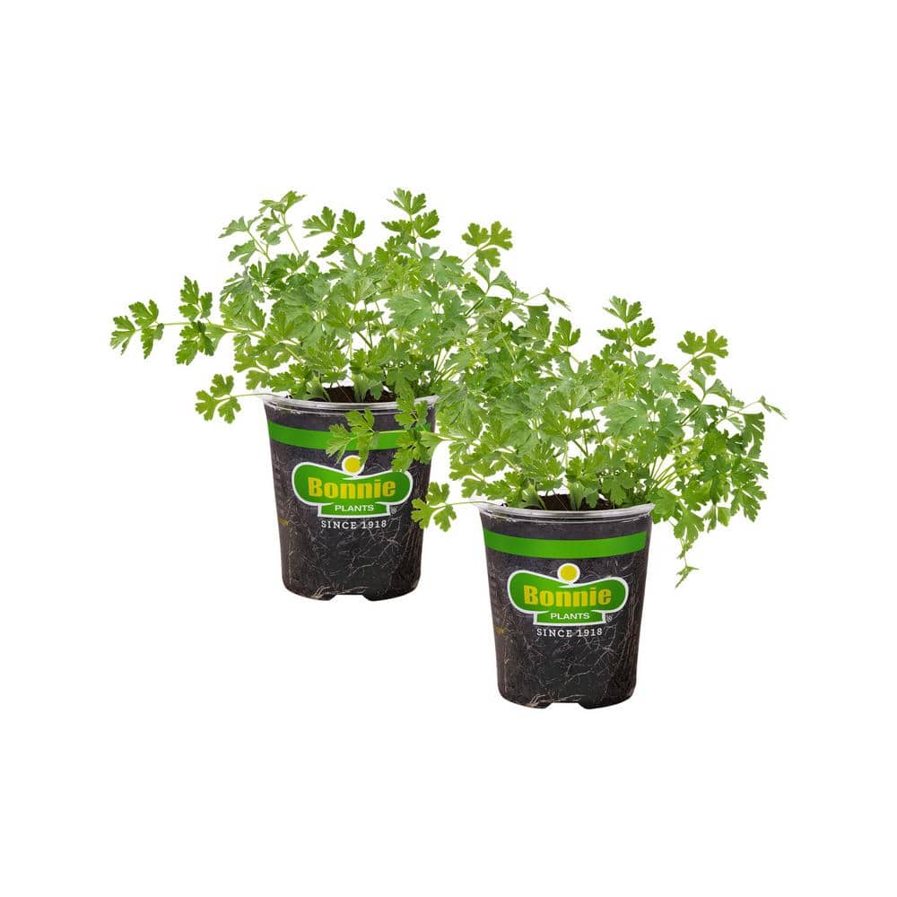 19 oz. Italian Flat Leaf Parsley Herb Plant (2-Pack) - Hercitys