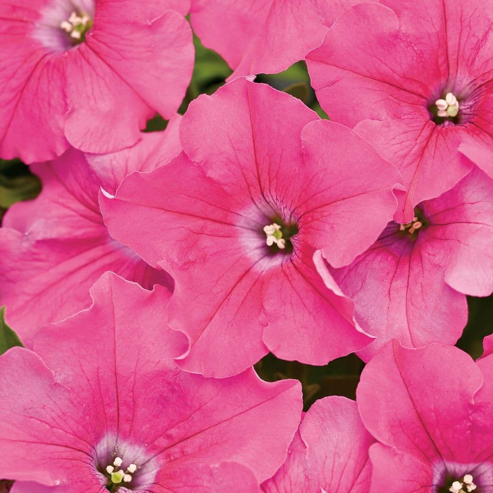 4.25 in. Eco+ Grande Supertunia Giant Pink (Petunia Hybrid) Live Annual Plant with Pink Flowers 4-Pack - Hercitys