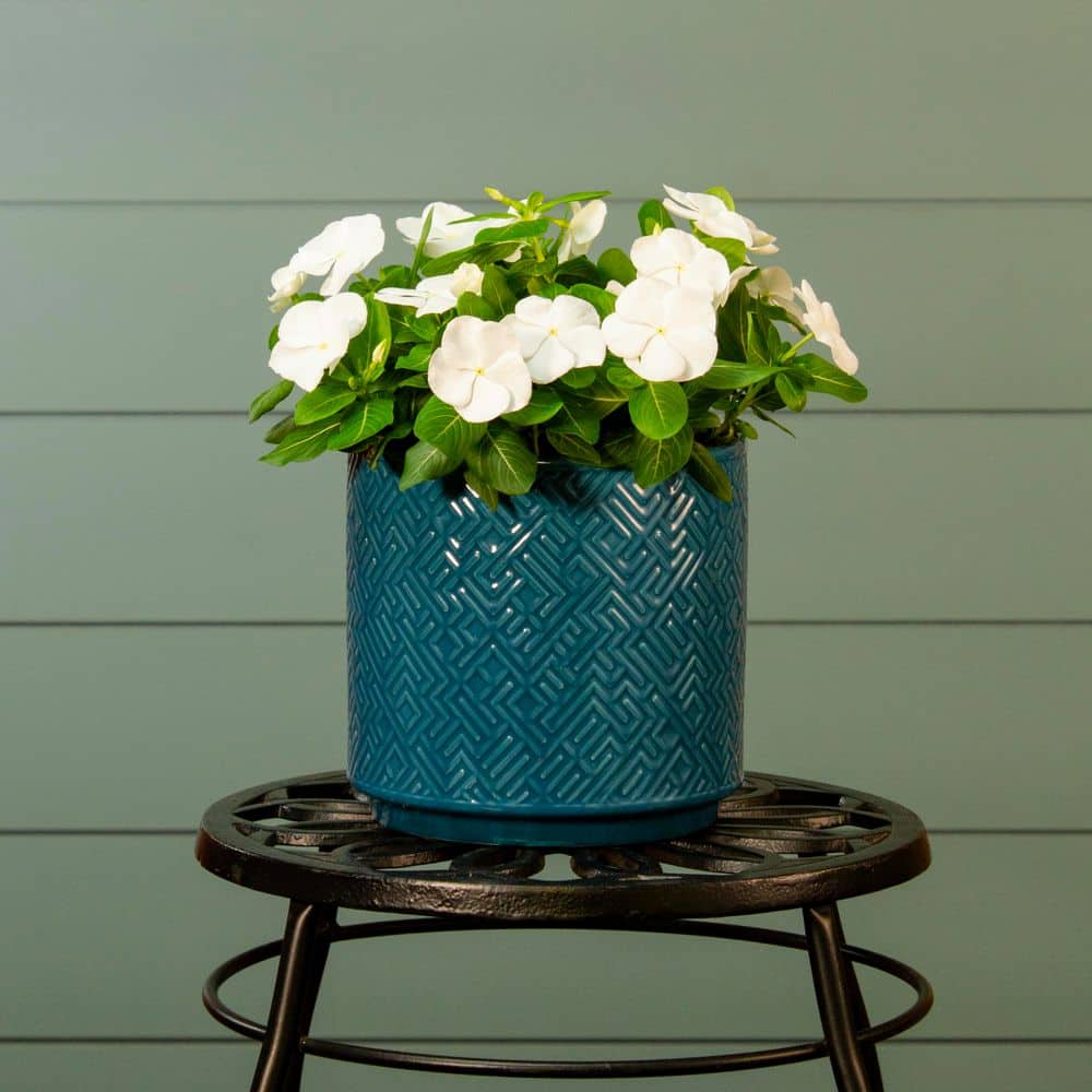 1.25 Gal. Vinca Catharanthus White Swirl Hanging Basket Annual Plant (1-Pack) - Hercitys