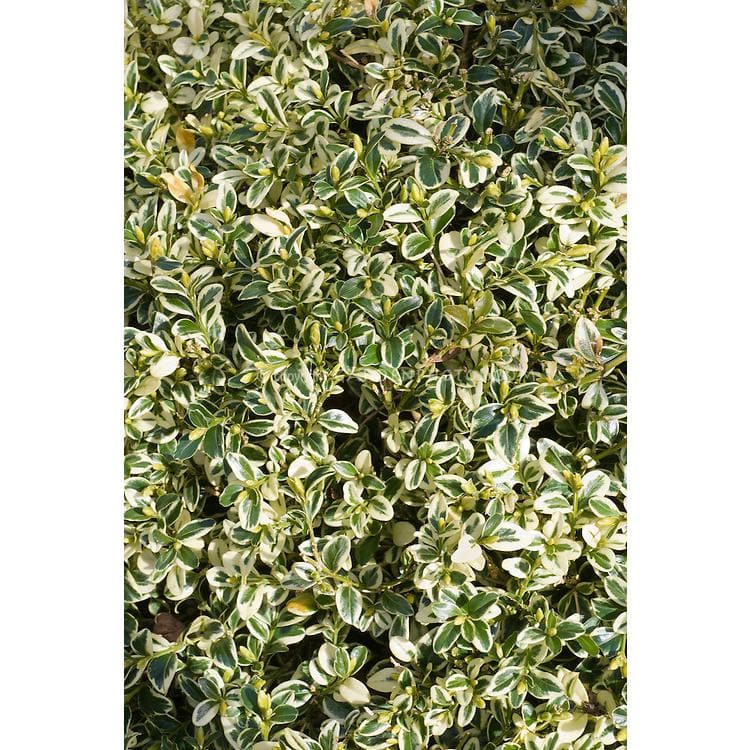 1 Gal. Variegated Boxwood Shrub with Vivid Green and White Trimmed Foliage (2-Pack) - Hercitys