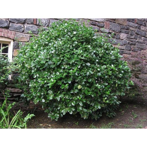1 Gal. Evergreen Wintercreeper Euonymus Shrub Evergreen, Glossy and Lustrous Leaves, also Drought and Cold Tolerant - Hercitys