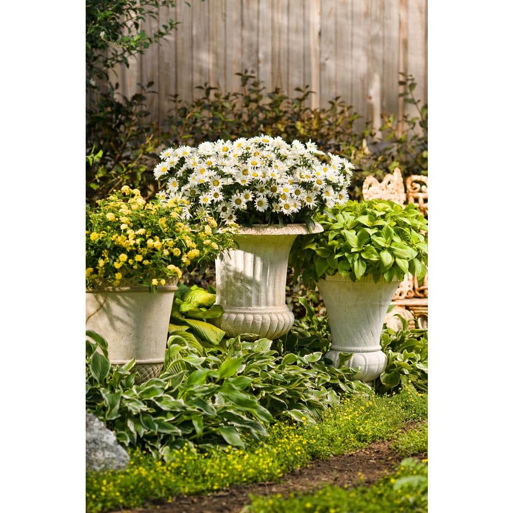 1 Gal. Amazing Daisies Daisy May Shasta Daisy (Leucanthemum) Live Plant, White Flowers - Hercitys