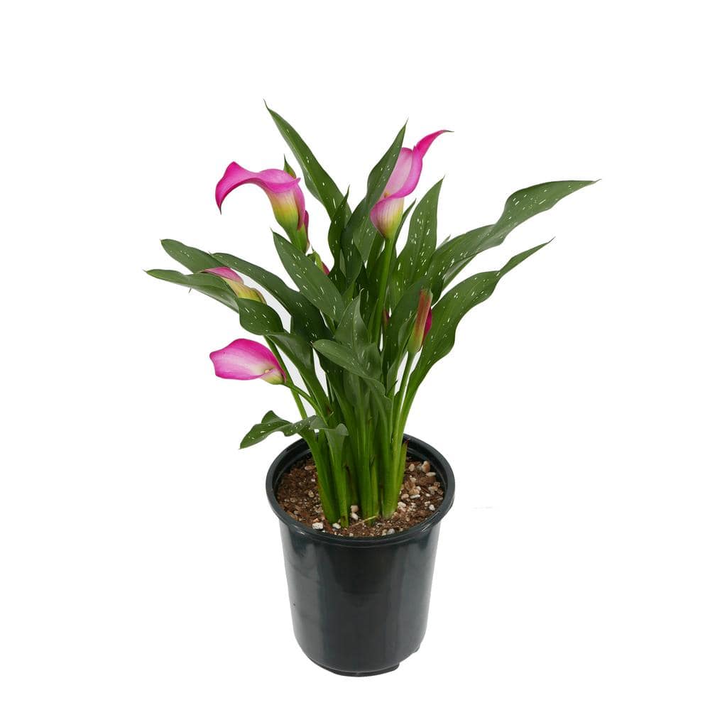 2.5 qt. Perennial Calla Lily Pink - Hercitys