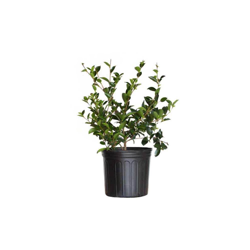 2.5 Gal. Mine No Yuki Camellia Plant (camellia sasanqua) – Evergreen Shrub with White Flowers, Live Plant - Hercitys