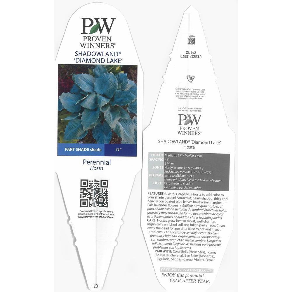 0.65 Gal. Shadowland Diamond Lake (Hosta) Live Plant, Lavender Flowers and Blue Foliage - Hercitys