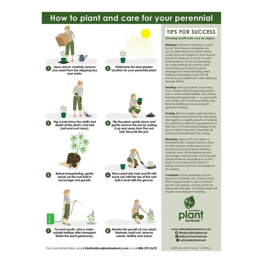 1 Gal. Dwarf Fountain Grass Hamelin - Hercitys