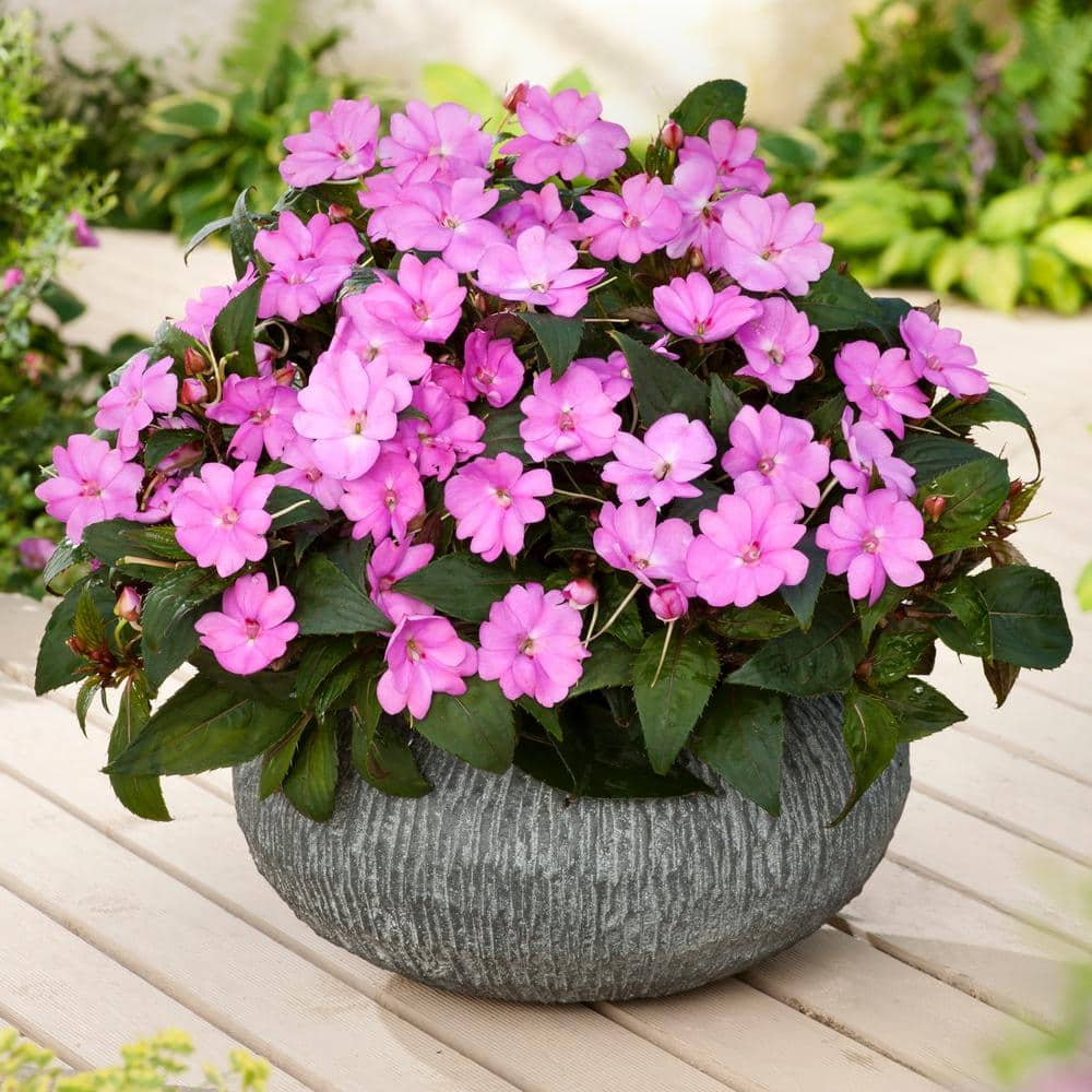 2.5 In. Vigorous Lavender Splash SunPatiens Impatiens Outdoor Annual Plant with Purple Flowers in Grower’s Pot (3-Pack) - Hercitys