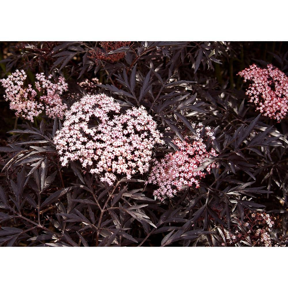 1 Gal. Black Lace Elderberry (Sambucus) Live Shrub, Pink Flowers - Hercitys