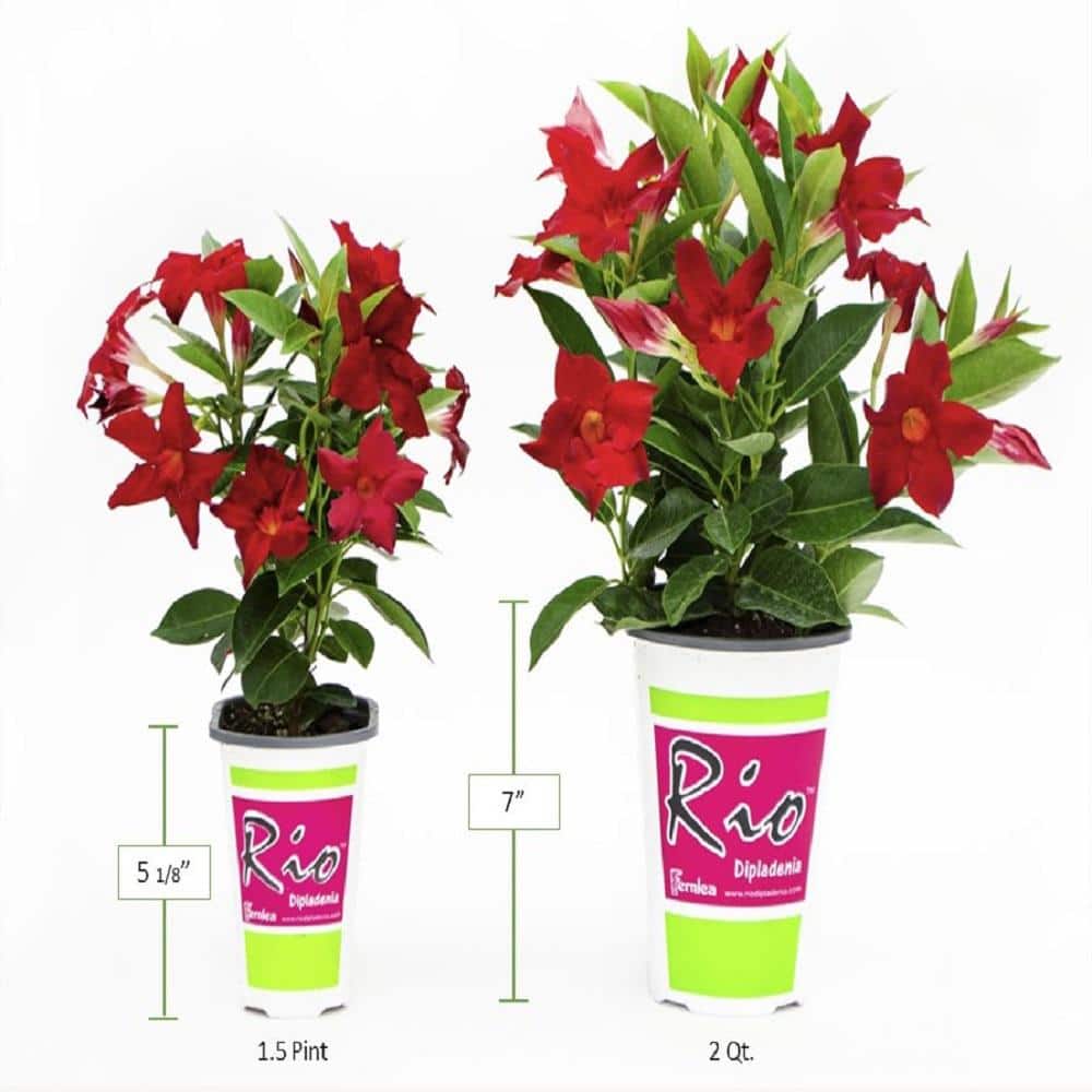 1.5 Pint Dipladenia Flowering Annual Shrub with Pink Flowers - Hercitys