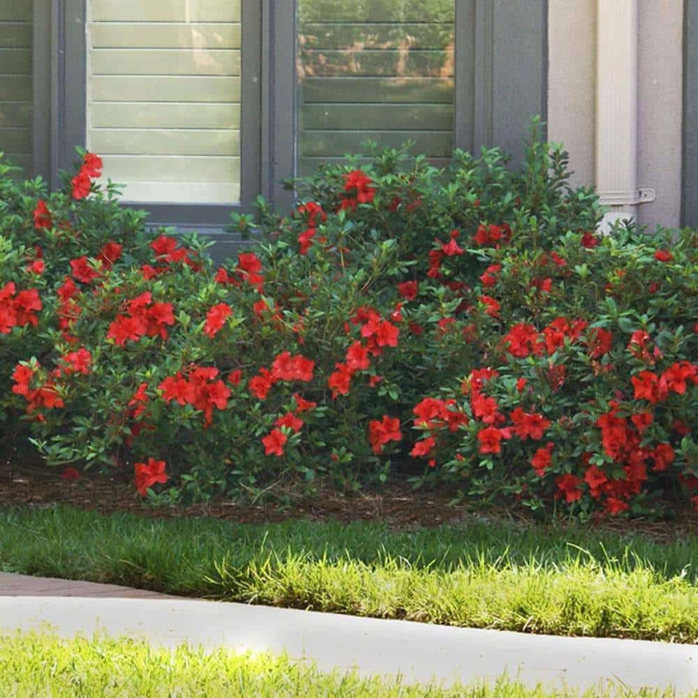 1 Gal. Autumn Bonfire Reblooming Azalea Shrub with Red Flowers - Hercitys