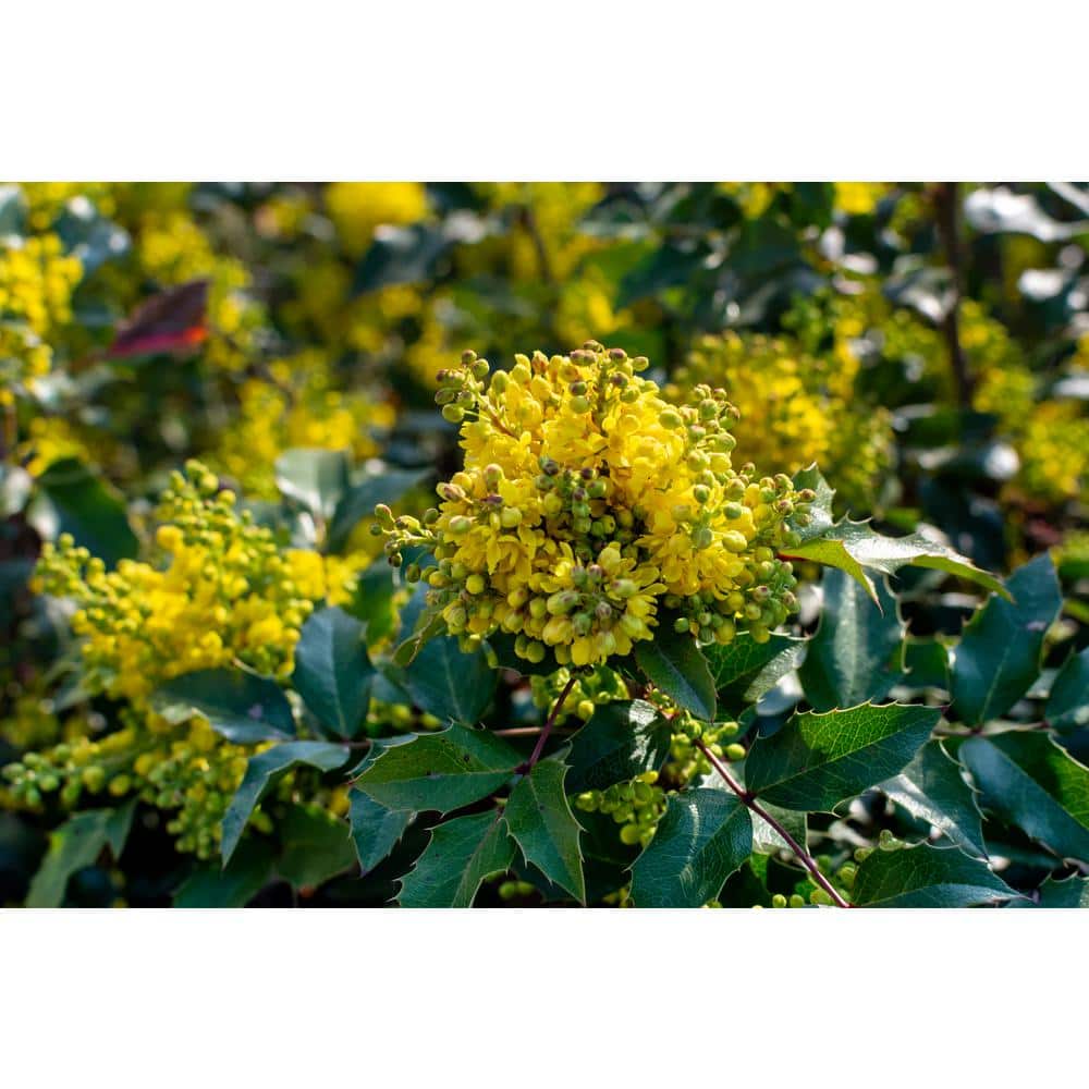 1 gal. Oregon Grape Flowering Shrub with Evergreen and Burgundy Foliage, Yellow Flowers and Blue Fruit (2-Pack) - Hercitys