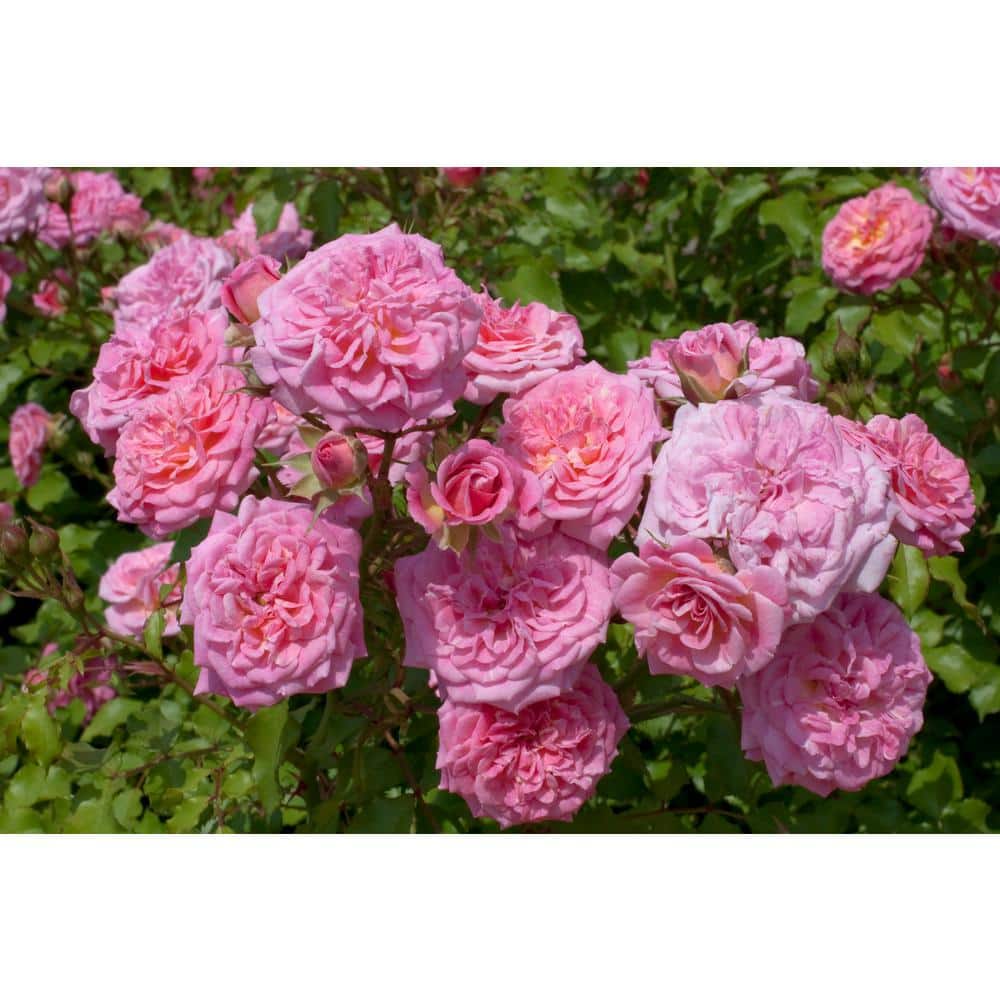 1 Gal. Sweet Drift Rose Bush with Pink Flowers - Hercitys