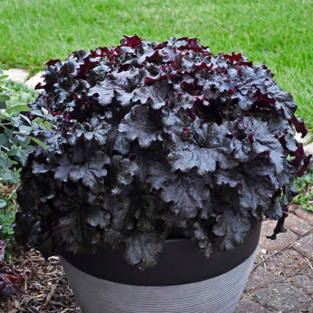 0.65 Gal., Dressed Up ‘Evening Gown’ Coral Bells (Heuchera), Live Plant, Pink Flowers and Black Foliage - Hercitys