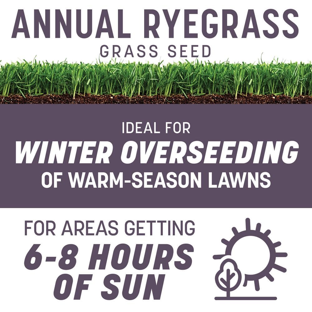 50 lbs. Annual Ryegrass Grass Seed (2-Pack) - Hercitys