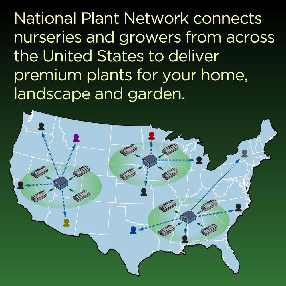 1 gal. Asiatic Jasmine Plant with White Flowers - Hercitys