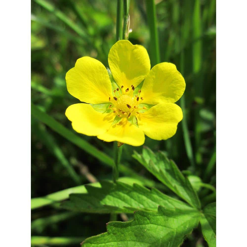 1 Gal. Gold Drop Potentilla Shrub Beautiful Dwarf Shrub Lights Up with Profuse Golden Blossoms - Hercitys