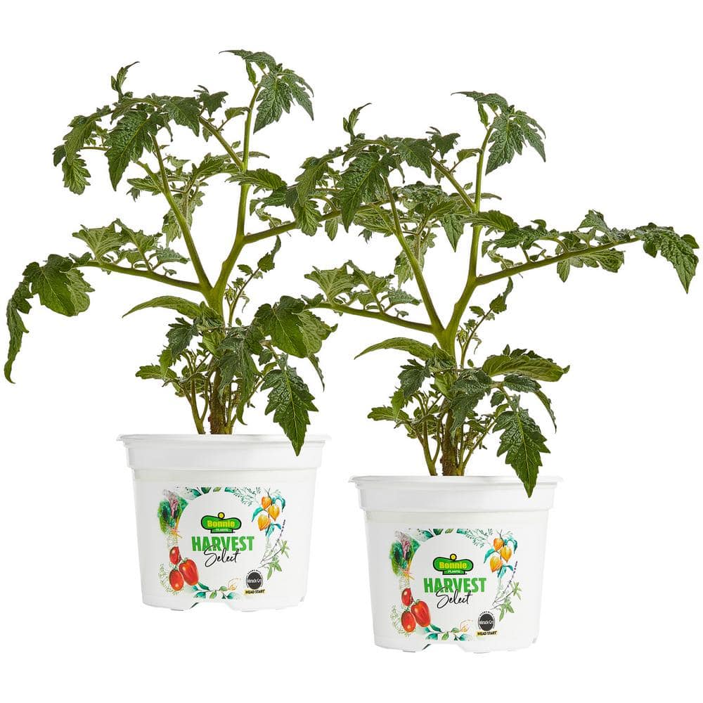 25 oz. Little Bing Cherry Tomato Plant (2-Pack) - Hercitys