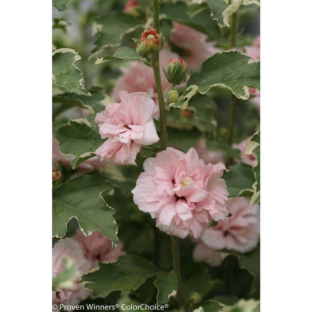 1 Gal. Sugar Tip Rose of Sharon (Hibiscus) Live Shrub, Light Pink Flowers and Variegated Foliage - Hercitys