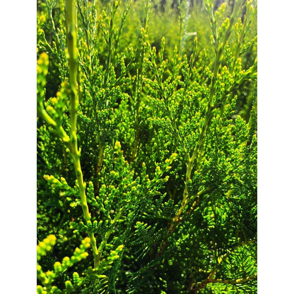 2.25 Gal. Dwarf Western Red Cedar ‘Virescens’ Live Shrub - Hercitys