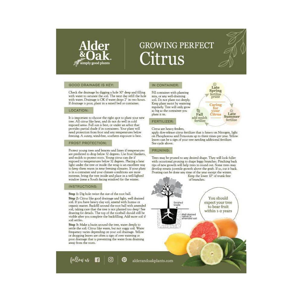 #3 Container Buddhas Hand Citron Evergreen Tree - Hercitys