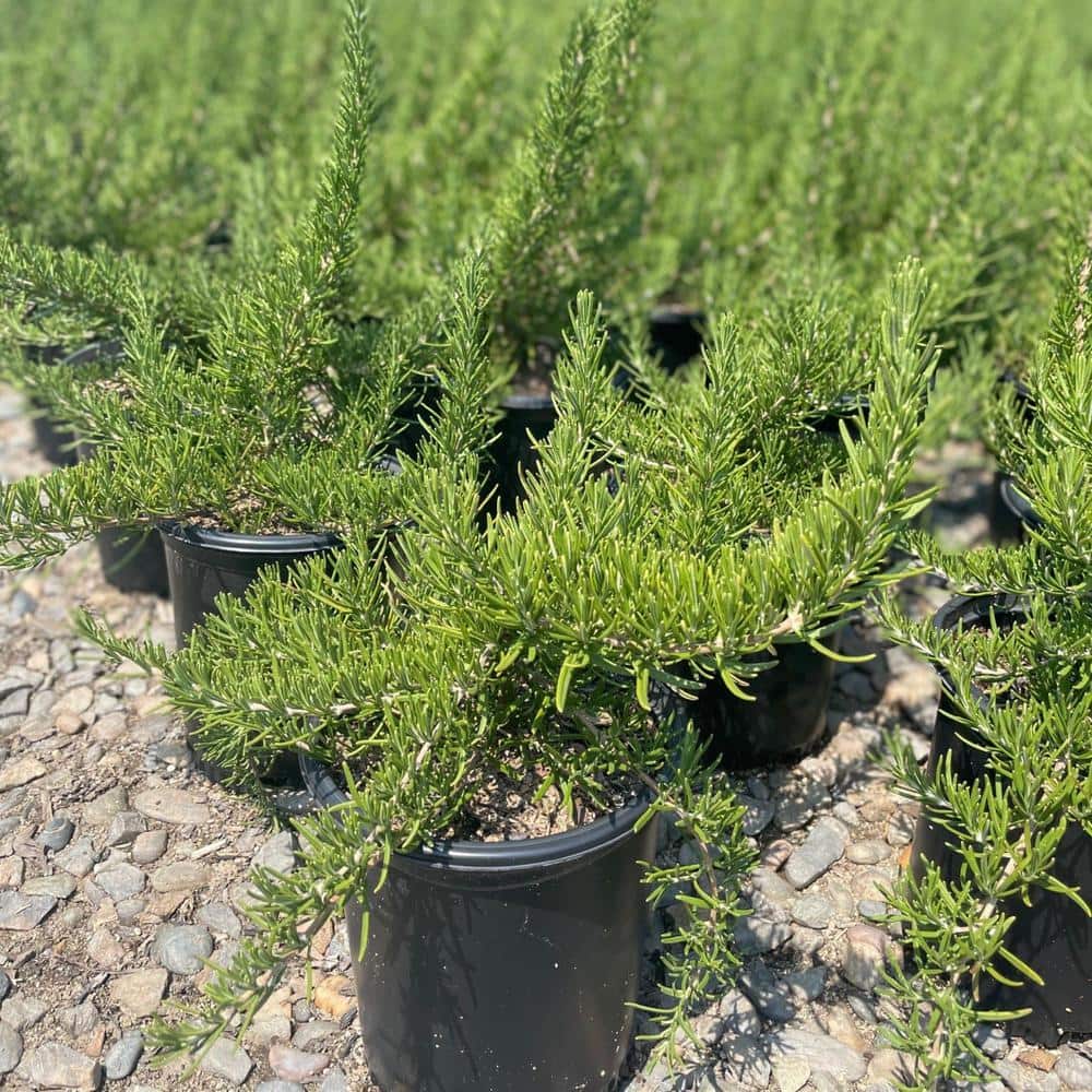 #1 Container Tuscan Blue Rosemary Shrub (4-pack) - Hercitys