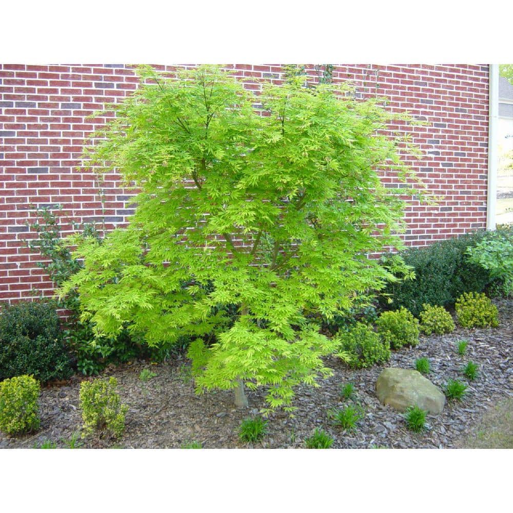 1 Gal. Seiryu Deciduous Japanese Maple Tree - Hercitys