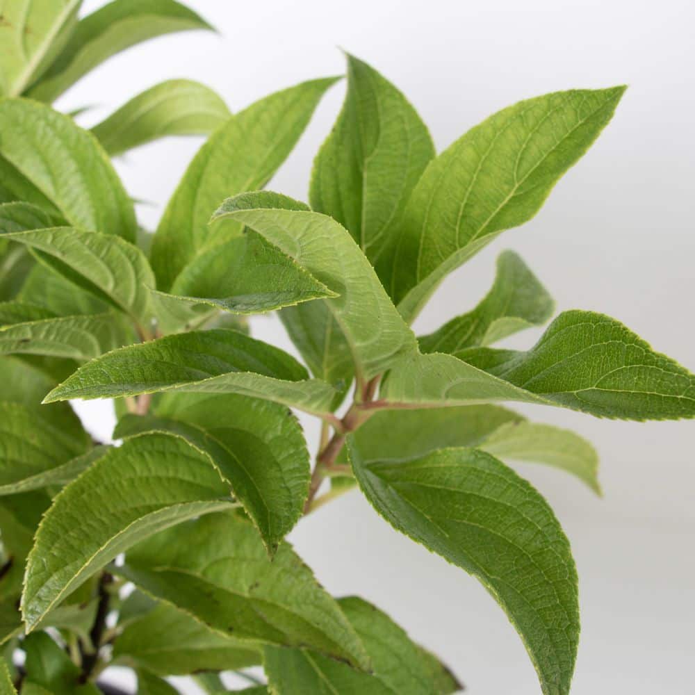 3 gal. Hydrangea Sweet Starlight Shrub with White and Pink Flowers - Hercitys
