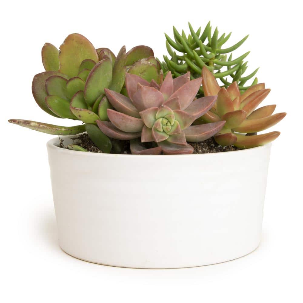 5.5 in. Succulent Garden in White Ribbed Glazed Planter - Hercitys
