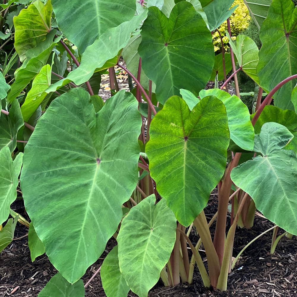 3.5 in. Colocasia Polar Green Plant in Grower Container (2-Piece) - Hercitys