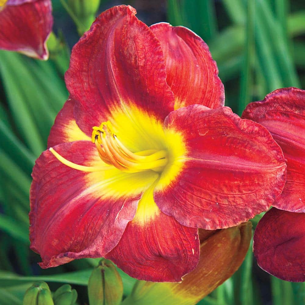 1 Gal. Pot, Passion For Red Daylily Flowering Potted Perennial Plant (1-Pack) - Hercitys
