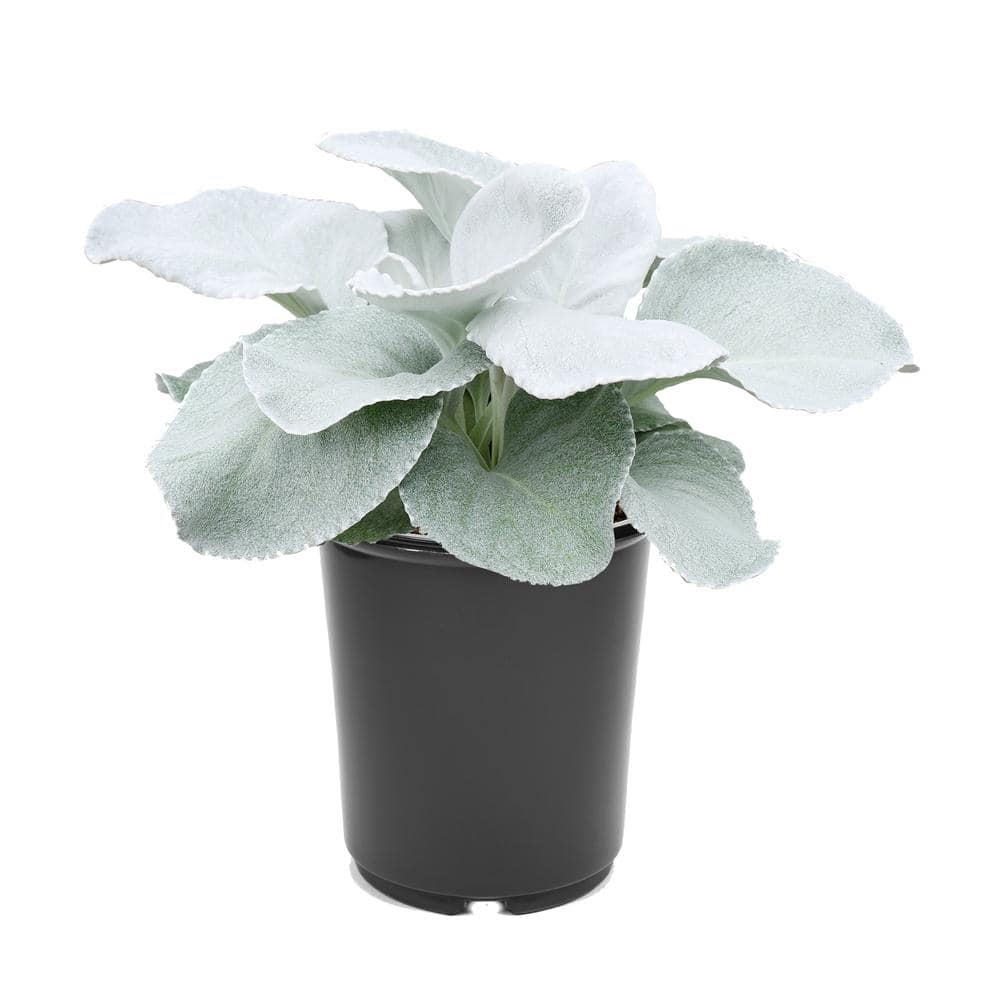2.5 qt. Senecio Angel Wings Annual Plant with No Flowers-(1-Pack) - Hercitys