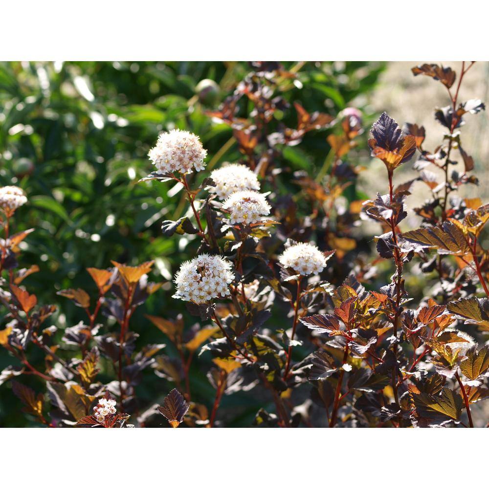 1 Gal. Diabolo Ninebark Shrub - Hercitys