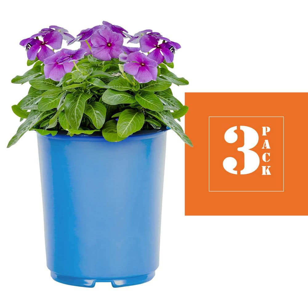 2 qt. Vinca Blue Annual Plant (3-Pack) - Hercitys