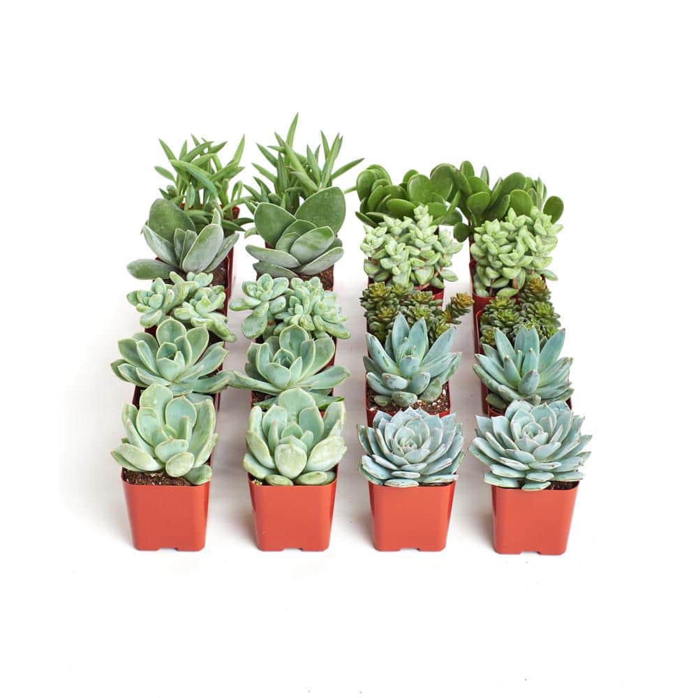 2 in. Blue/Green Collection Succulent (Collection of 20) - Hercitys