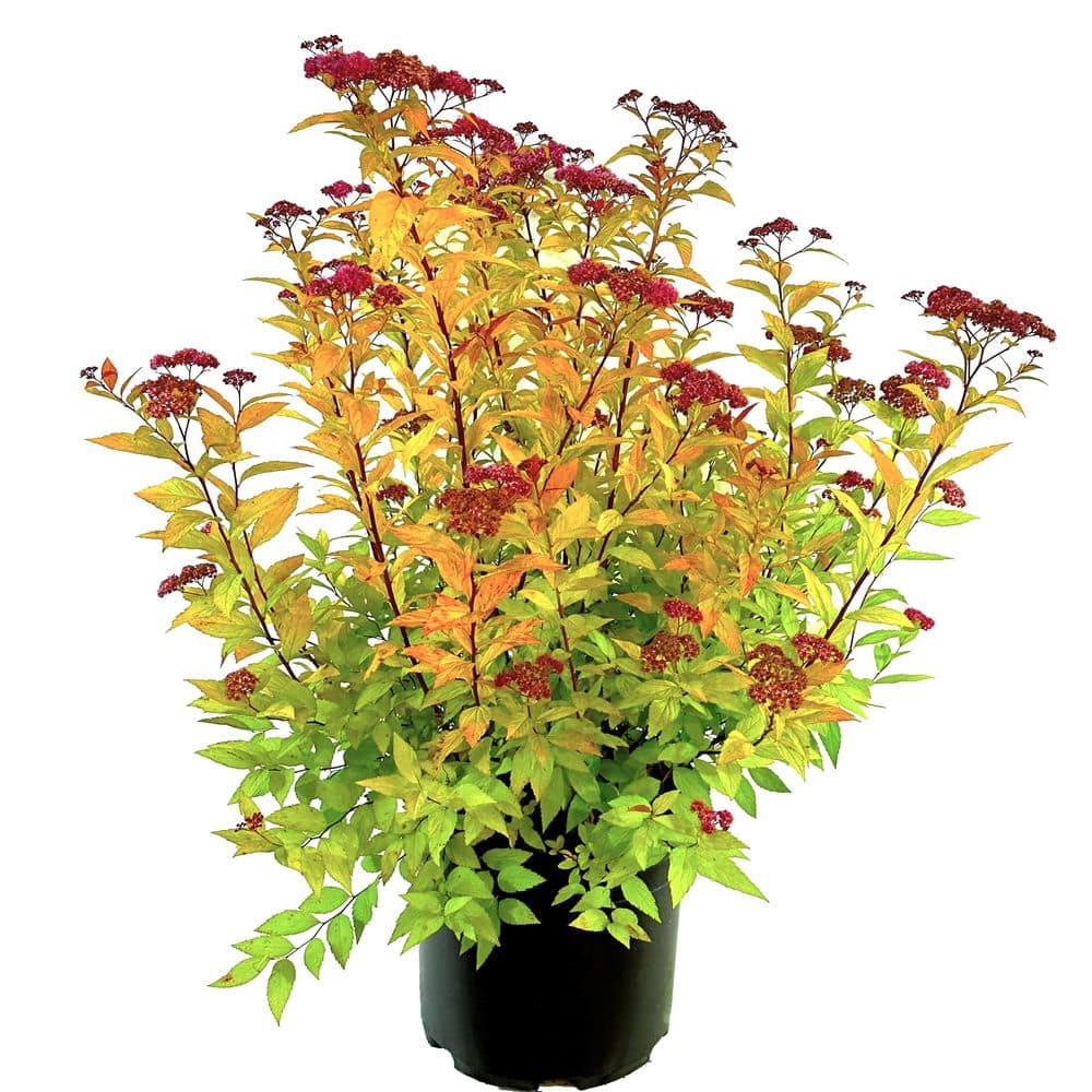 2.25 Gal. Goldflame Spiraea Live Shrub with Reddish Pink Blooms - Hercitys