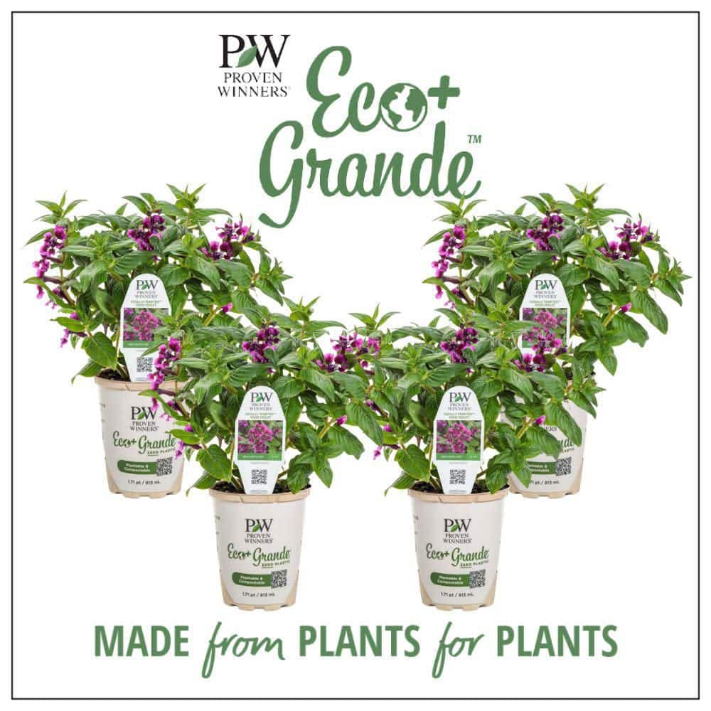 4.25 in. Eco+ Grande Totally Tempted Vivid Violet Cuphea (Procumbens) Live Annual Plant with Purple Flowers 4-Pack - Hercitys