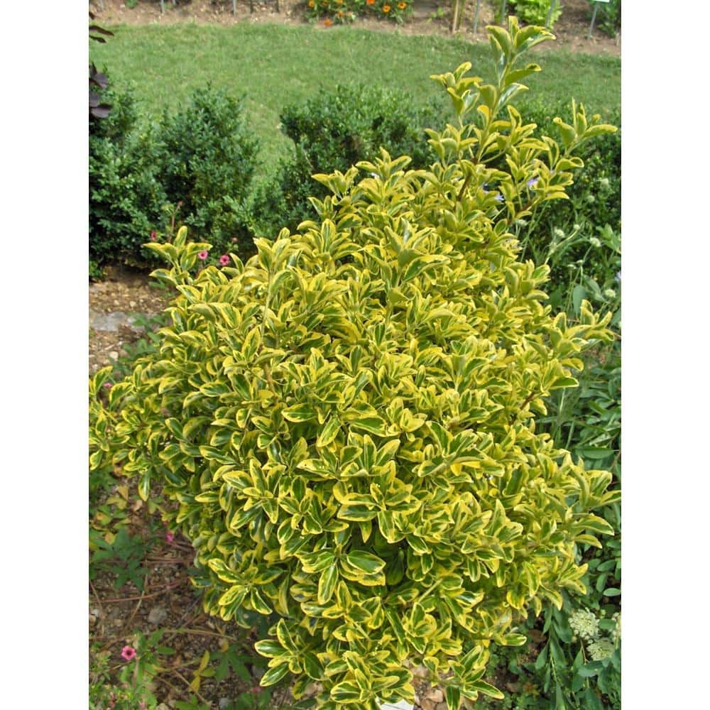 2.25 Gal. Golden Euonymus Live Shrub with Yellow-Green Marbled Foliage - Hercitys